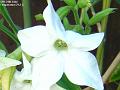 2003-0624white flower